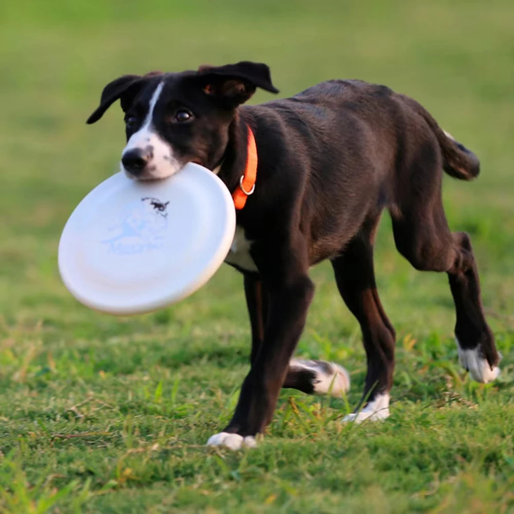 Chien jouant avec disque d'entraînement en extérieur